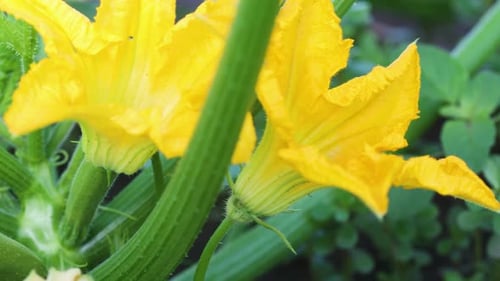 Gelbe Markblumen 3