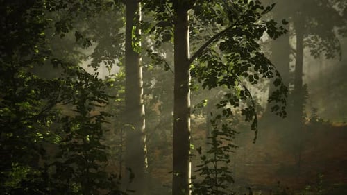 La lumière brille dans la nature