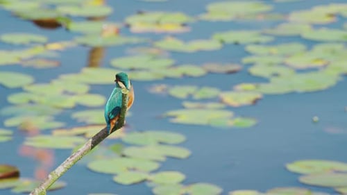 Vue au ralenti du martin-pêcheur en Frise, aux Pays-Bas, perché au-dessus d'un étang avec des nénuphars en arrière-plan