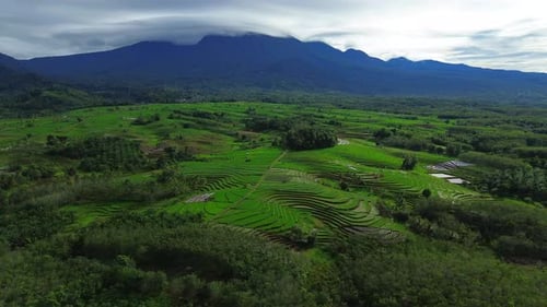 beautiful morning view indonesia panorama landscape paddy fields with beauty color and sky natural