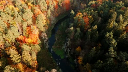 Drone view of a river flowing through a forest covered with trees in autumn colors