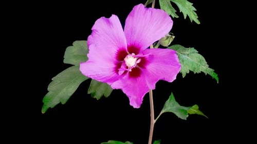 Pink Hibiscus Flower Blooming Time Lapse on Black