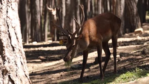 Deer Grazing In Forest Farm