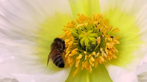 Close up of busy honey bee pollinating white poppy flower