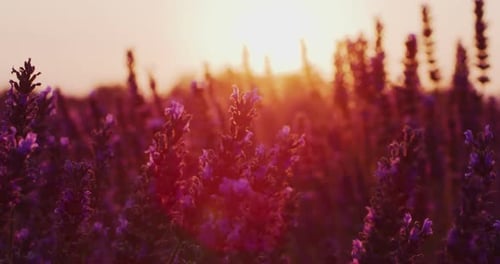 Le coucher de soleil doré sur les champs de lavande révèle la beauté paisible et cachée de la nature