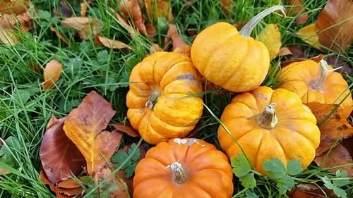 Assortment of miniature Halloween pumpkins piled on grassy garden lawn surrounded by colourful autum