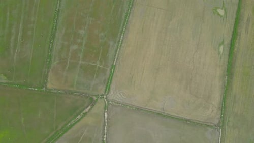 Paddy Rice Fields Top Down View with an Aerial Dolly Shot.
