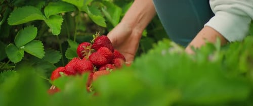 A basket full of strawberries rests in a field, farmer hands gently lifting box with red ripe berrie