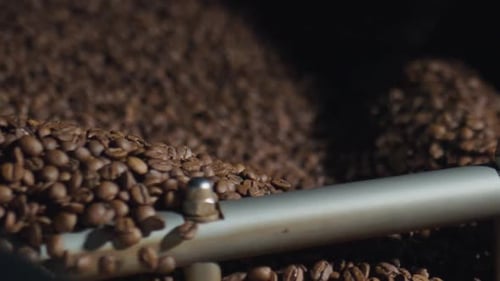 Roasting Fresh Coffee Beans being Churned in Machine