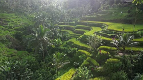 Rice Terrace 21