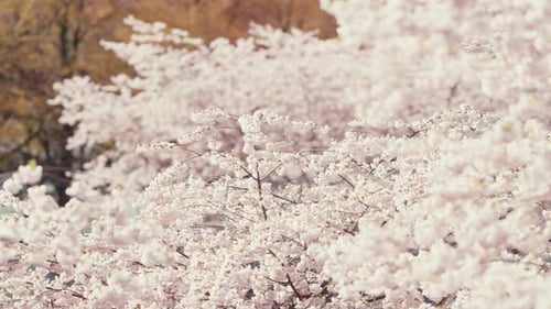 Expansive Cherry Blossom Grove in Warm Spring Light