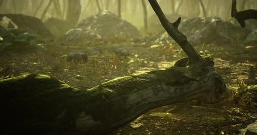 Forest Floor with Fallen Tree Trunk and Greenery in Soft Sunlight