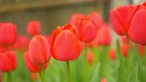 Blooming Red Tulip Flowers is Wild Field