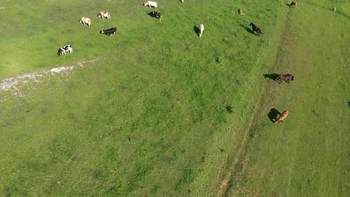 Aerial View of Grazing Cows, Livestock in a Green Meadow, Pasture