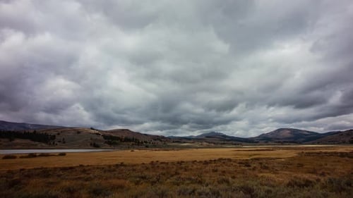 Time-lapse - Bison herd parades in the grasslands at Yellowstone National Park