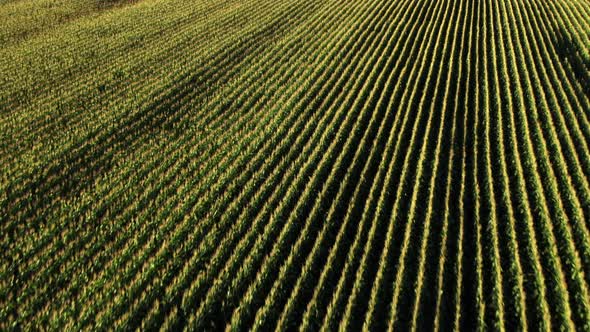 Diagonal neat rows of healthy maize in sunny corn field aerial tilt ...