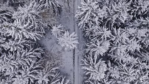 Luftbild des gefrorenen Waldes und des Pfades in Polen.