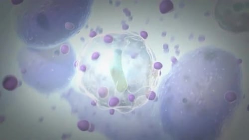 Microscopic view of cells with purple particles in clear liquid