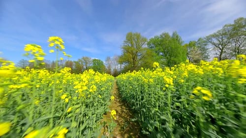 Smooth FPV Flight Through a Yellow Rapeseed Field in Spring