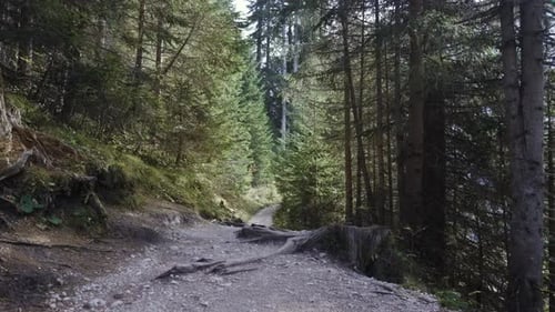Sentier de terre dans la forêt verte