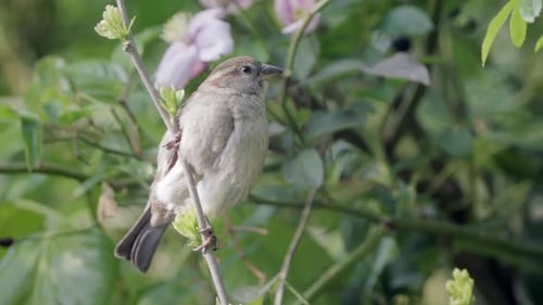 House sparrow balances on a branch while looking around with blooming pink flowers in background