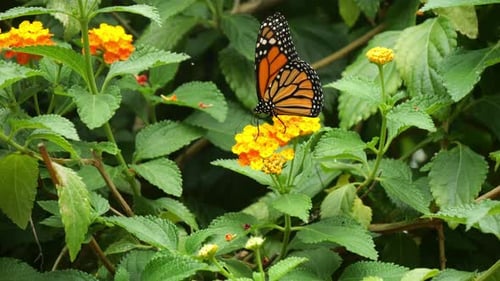 Monarch Butterfly. danaus plexippus, Butterfly standing on Flower, Slow Motion 4K