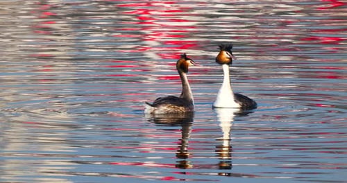 Slow Great Crested Grebe