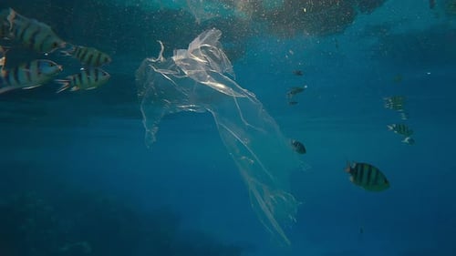 Plastic Bag Drifts Underwater with Striped Fish Swimming