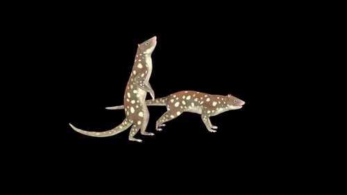 Animated Dunnart Duo Stands and Rests