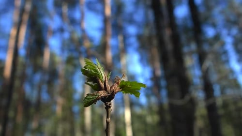 Les feuilles et les bourgeons d'un chêne vert poussent sur une petite branche pendant une journée ensoleillée de printemps en forêt.
