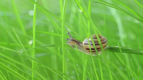 Eine kleine Schnecke kriecht auf dem nassen Gras