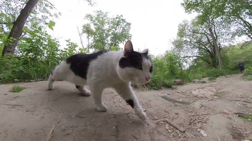 Cat in the park.