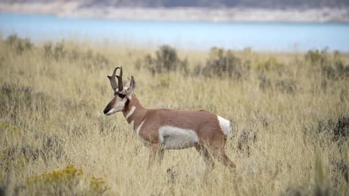 Pronghorn Antelope walking through the grass along Flaming Gorge