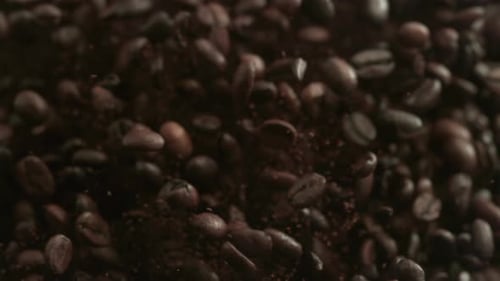 Fresh Coffee Beans Falling Slowly in Studio Shot
