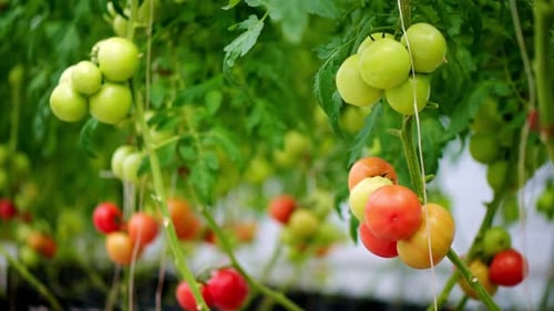 Close up of tomatoes growing in a greenhouse
