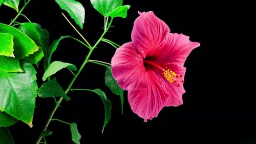 Pink Hibiscus Opens Big Flower in Time Lapse. Blooming Red Plant on a Black Background