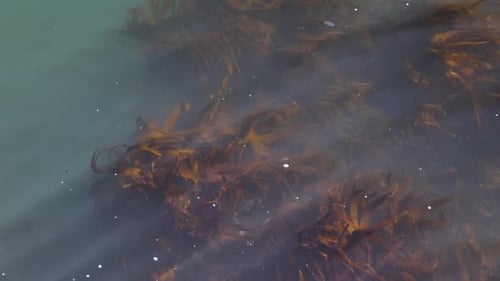 Brown and Orange coloured seaweed swaying in the movement of murky ocean waves. Still Shot.
