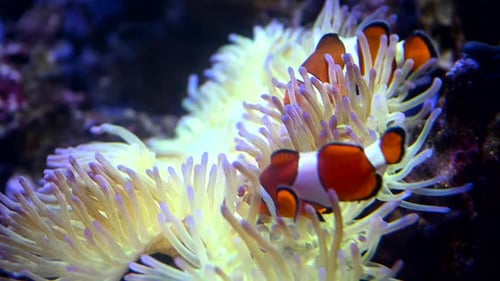 A Nemo Fish Plays Hide and Seek Amongst the Moving Tentacles of a Soft Sea Anemone Clownfish or