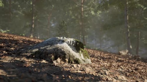 A Moss Covered Rock on the Forest Floor Illuminated By Soft Sunlight