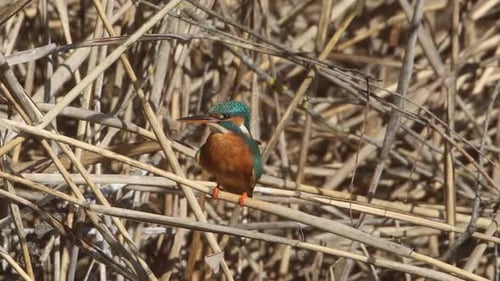A Common Kingfisher (alcedo atthis) in the Reed, Germany