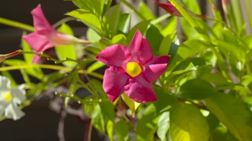 Extreme Close Up look at a bunch of small pink and Yellow flower blooms.