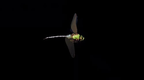 Realistic Dragonfly Flying Animation with Alpha Channel