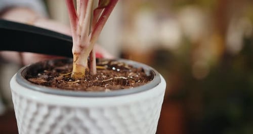 Close Up Woman Watering Plant at Home After Transplant Plant Into New Pot