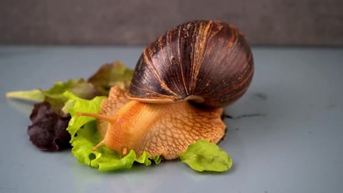 The Big Snail Achatina Sticks Out Its Horns From Its Shell to Eat Green Salad Food and Maintenance