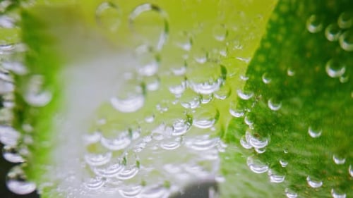 Macro Lime Underwater with Bubbles