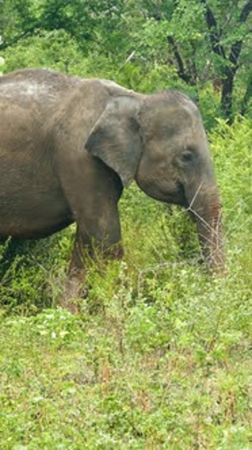 Indian Elephant Eating Grass in Jungle