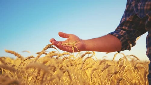 Man Farmer Agronomist Gently Touching Ripe Wheat Ear with Care on Field at Sunset Hand Closeup