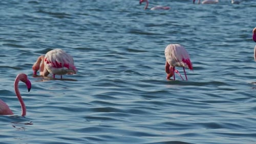 Flamingos Wading in Turquoise Ocean Water