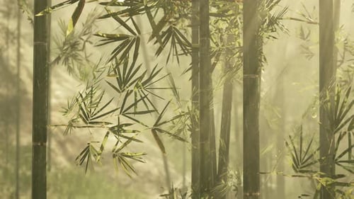 A Serene Bamboo Grove Enveloped in a Mystical Fog
