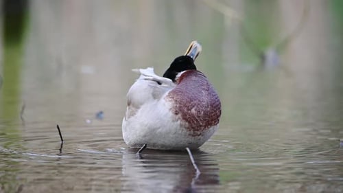 Duck Preens Feathers While Resting on Pond